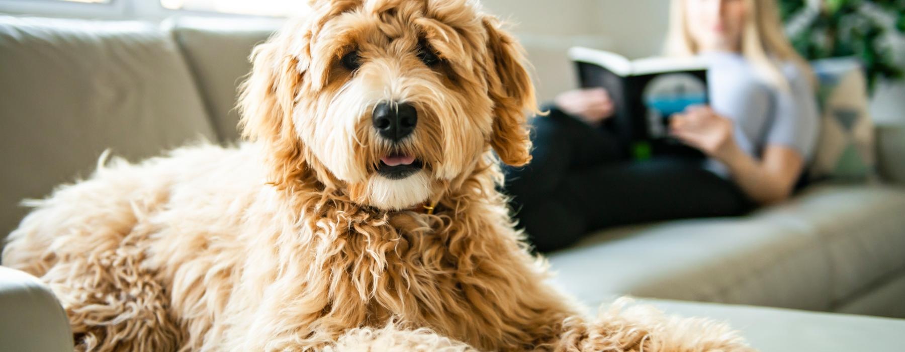 a dog lying on a couch